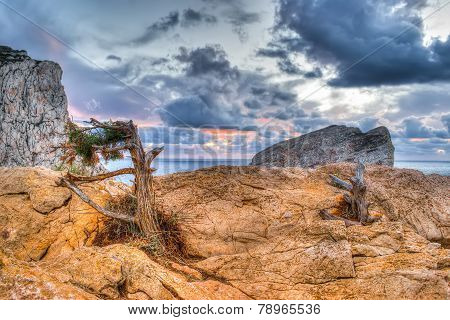 Pine On The Rocks By The Shore