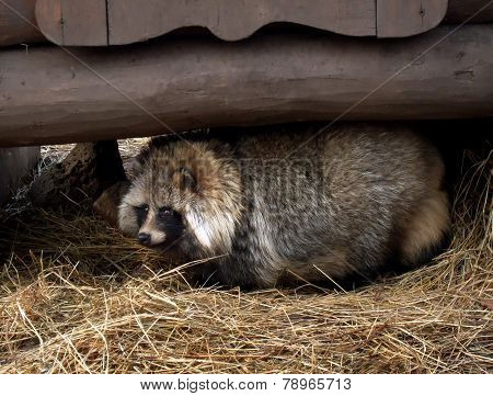 Raccoon Dog