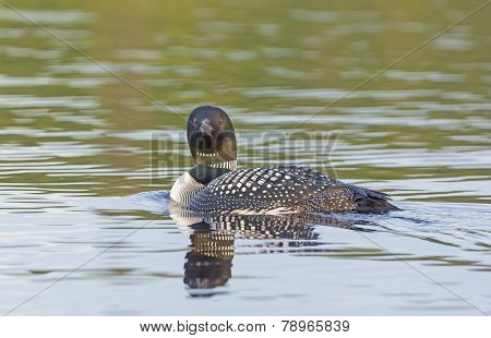 Common Loon In The North Woods