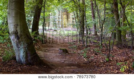 Footpath