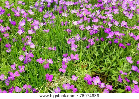 Aubrieta Flowers