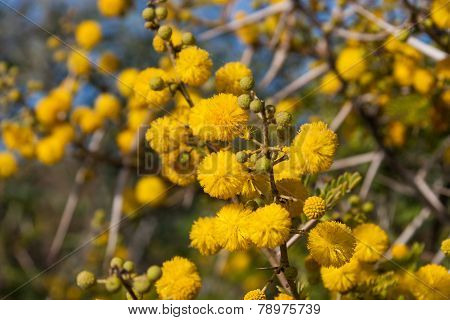 Flora of Souss Masa National Park
