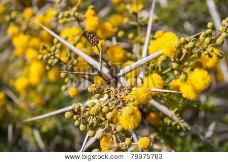 Flora of Souss Masa National Park