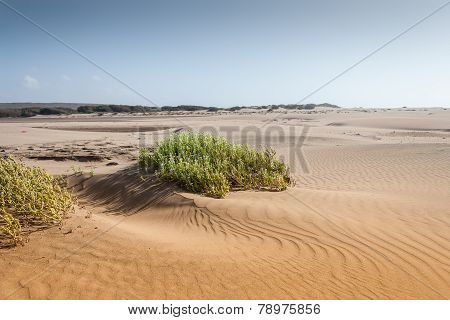 Souss Masa National Park