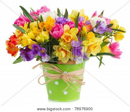 freesia and daffodil  flowers