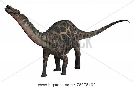 Dinosaur Dicraeosaurus