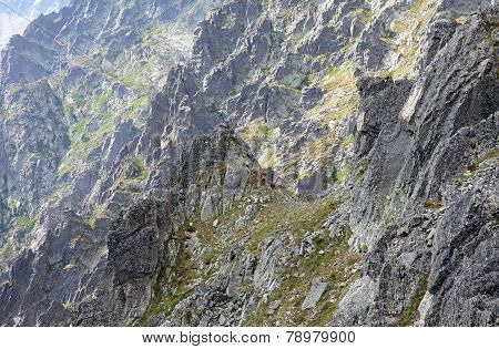 Chamois in mountains