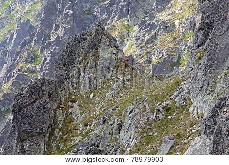 Chamois in mountains