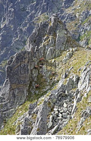 Chamois In mountains