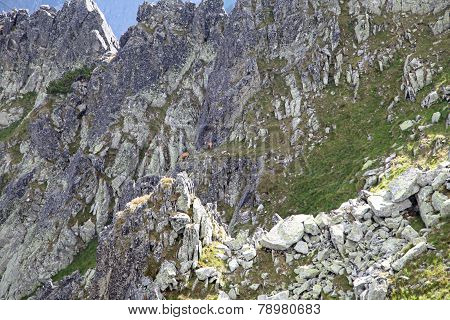 Chamois in mountains