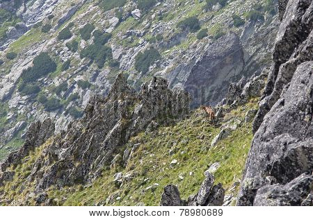 Chamois in mountains