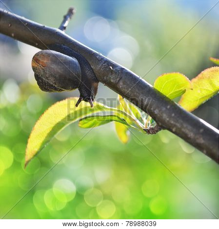 Snail Crowling On Tree's Branch