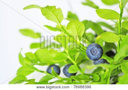Uncultivated Huckleberry