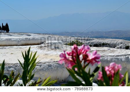 Bright pink flowers in Pamukkale