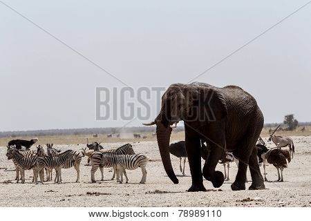 Animal Trafic On Muddy Waterhole In Etosha