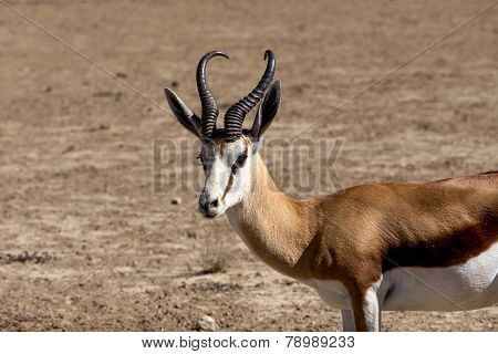 Portrait Of Springbok Antidorcas Marsupialis