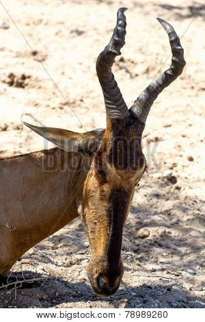 A Tsessebe (damaliscus Lunatus) Stood Facing The Camera