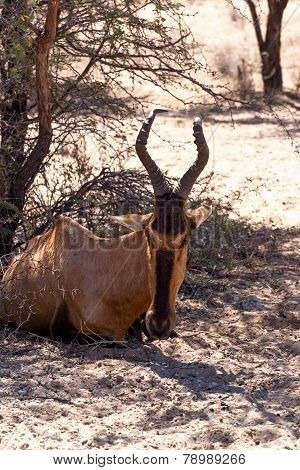 A Tsessebe (damaliscus Lunatus) Stood Facing The Camera
