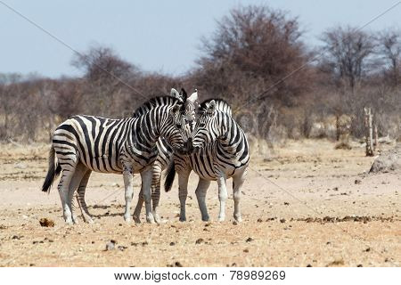 Zebras In African Bush