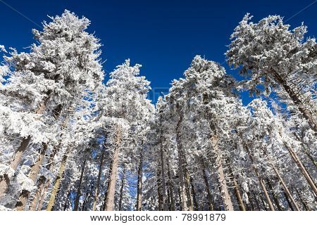 Pines Covered In Snow Under A Blue Sky