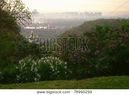 Blossoming lilac in a botanical garden