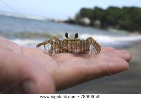 Crab on hand