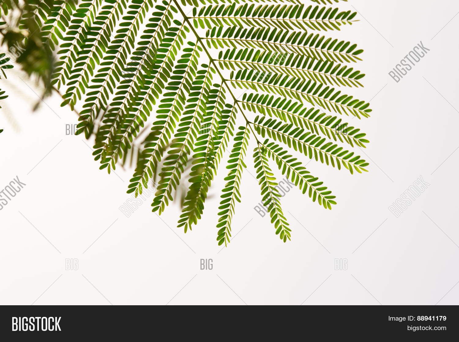 Leaves Silk Tree ( Image & Photo (Free Trial) Bigstock