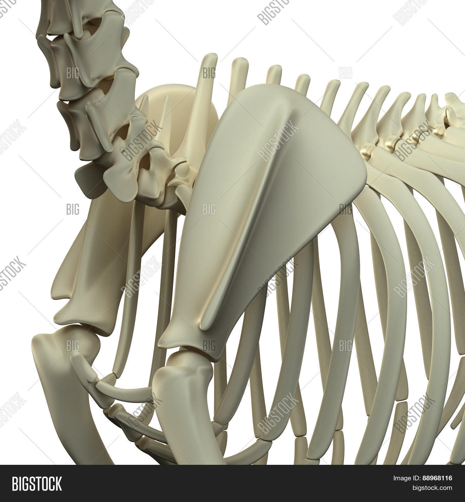 Dog Scapula Anatomy - Image & Photo (Free Trial) | Bigstock