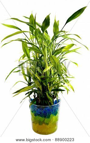Plants
