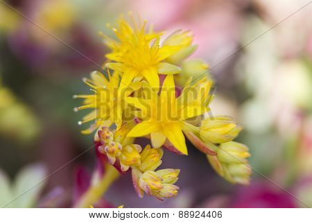 beautiful yellow rock sedum in the garden