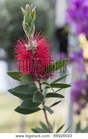 Callistemon In The Garden
