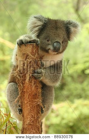 Koala on a tree stump holding look out