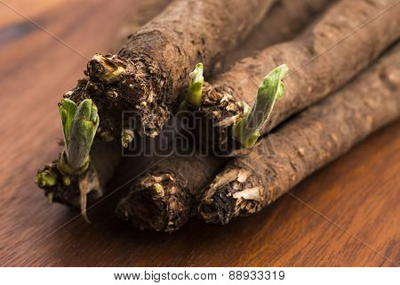 Salsify Vegetables On Wood