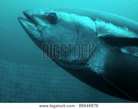 Bluefin Tuna underwater picture. The picture taken inside tuna farm.