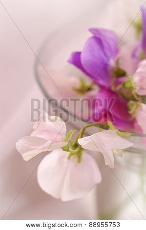 Sweet peas flower