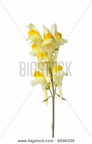 Linaiola comune fioritura gialla