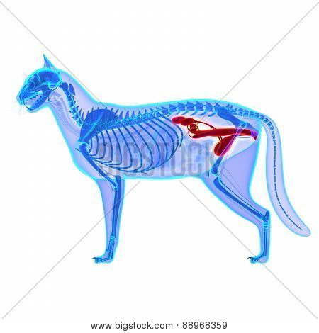 Cat Urogenital System - Felis Catus Anatomy - Isolated On White