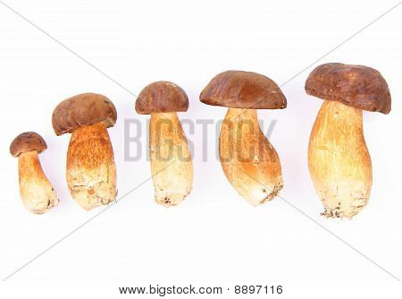 Xerocomus houby