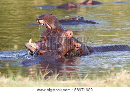 Two Fighting Young Male Hippopotamus Hippopotamus