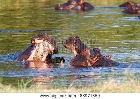 Two Fighting Young Male Hippopotamus Hippopotamus