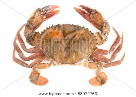 Soft Shell Crab