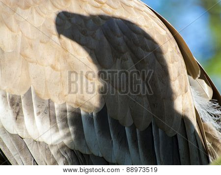 Griffon Vulture (gyps Fulvus)