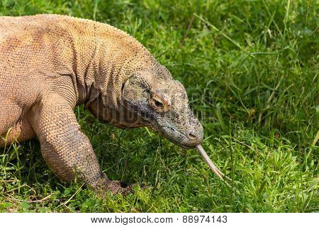 Komodo dragon in Attica zoo