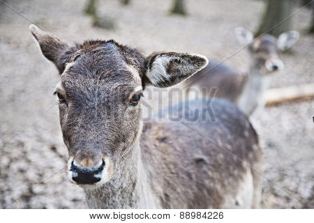Portrait Of Young Deer In The Forest In National Park