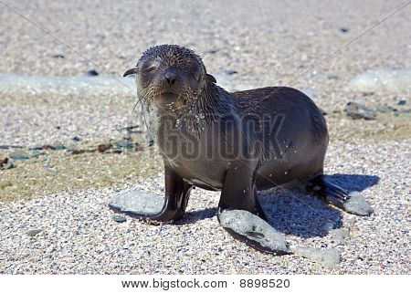 Cape foki