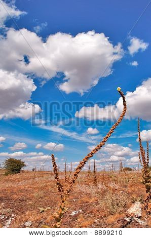 Verbascum Thapsus
