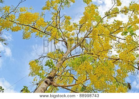 Golden shower tree, beautiful yellow flower name is Ratchaphruek