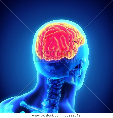 Human Brain Anatomy