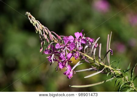 Fireweed
