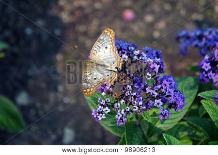 White Peacock Butterfly